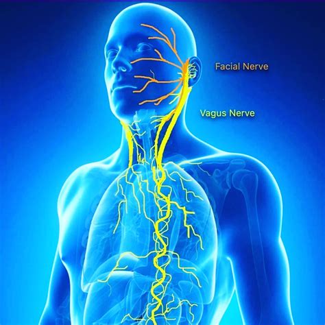Consider herbs and supplements. . What foods heal the vagus nerve